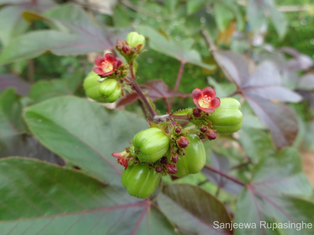 Jatropha gossypiifolia L.